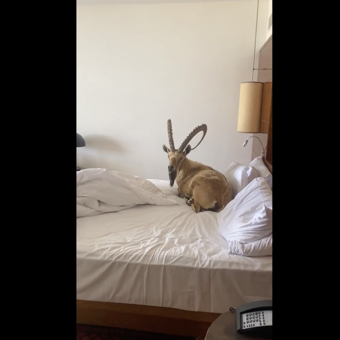 В отеле "Берешит", на самом юге страны в Мицпе-Рамоне, поселился козёл