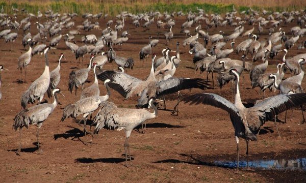 В эти дни в заповеднике Хула зимуют десятки тысяч журавлей