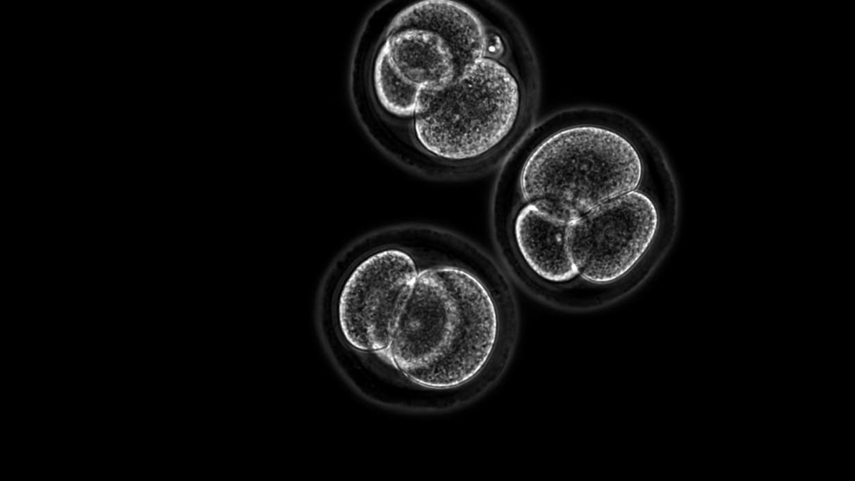 Израильские учёные нашли способ вырастить эмбрион из клеток кожи