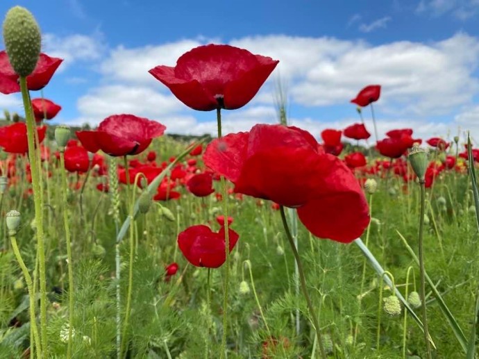 День независимости Израиля, на иврите - Йом ха Ацмаут День независимости Израиля, на иврите - Йом ха Ацмаут